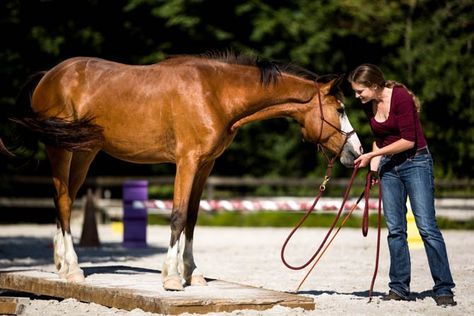 Lunging Horse, Gamora Marvel, Horse Lead, Cowboy Aesthetic, Horse Boarding, Horse Aesthetic, Horse Drawing, Le Respect, Western Horse