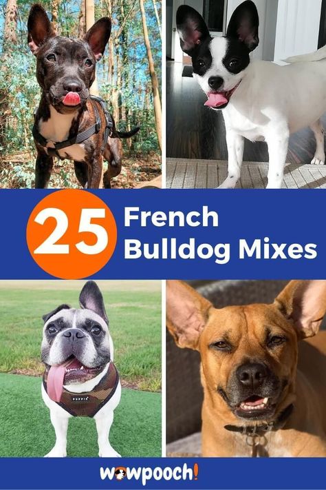 List Of French Bulldog Mix Breed Dogs, Those can make your mind excellent! Breeding French Bulldogs, French Bulldog Mixed Breed, Mix Breed Dogs, French Bulldog Mixed With Husky, French Bulldog Prices, English Staffordshire Bull Terrier, Boxer Mix Puppies, Brindle French Bulldog, Fluffy French Bulldog Full Grown