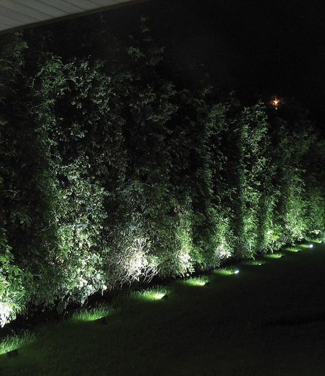 Enhanced Safety: Beyond aesthetics, our garden lighting design prioritizes safety. Illuminate walkways, stairs, and potential hazards to create a secure environment for nighttime activities. #Tags: #GardenLighting #LandscapeDesign #BackyardOasis #OutdoorLiving #GardenDecor #PathwayLights #LEDGardenLights #CustomDesign #AmbientLighting #SustainableLiving #NighttimeRetreat #IlluminateYourSpace #GardenMagic #LightingInspiration #OutdoorAesthetics #GardenWallLights #EnhancedSafety #EcoFriendlyDesig Garden Hedge Lighting, Greenery Lighting, Outdoor String Lighting Ideas, Outdoor String Lighting, Tree Uplighting, Arborvitae Landscaping, Front Yard Lighting, Thuja Green Giant, Garden Lighting Design