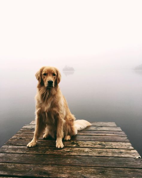 Man And Dog, Sunrise Photography, Dog Pictures, Cute Things, Picture Video, Golden Retriever, Labrador Retriever, Things That, Cute Dogs