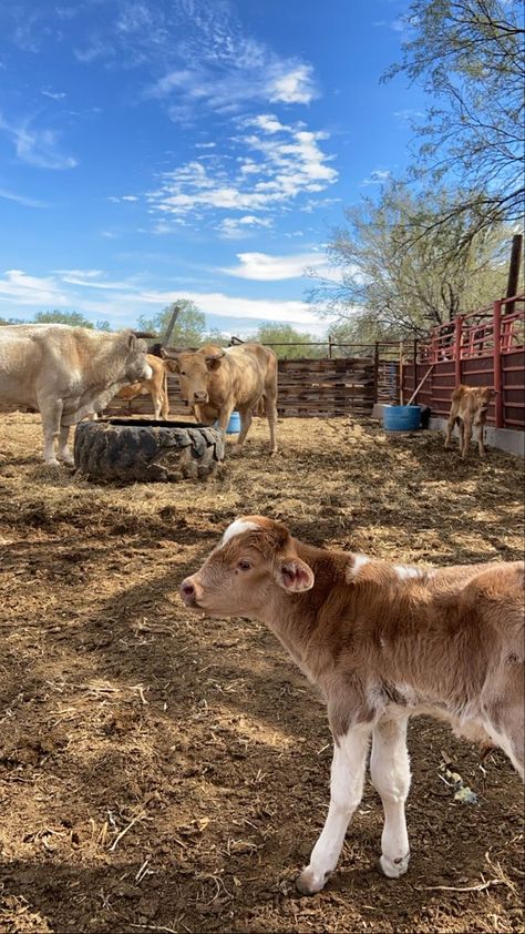 Friends Party Night, Couple Goals Teenagers Pictures, Mexico Culture, Cattle Farming, Ranch Life, Baby Cows, Selfie Ideas Instagram, Cute Cows