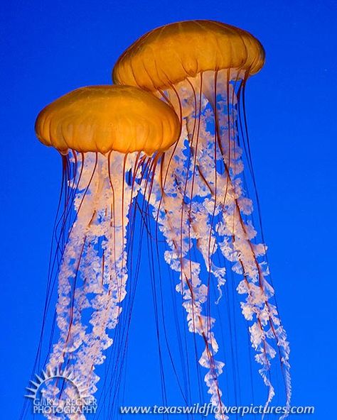 PACIFIC SEA NETTLES JELLYFISH - lifespan many years Pacific Sea Nettle, Sea Nettle Jellyfish, Nettle Jellyfish, Jellyfish Photography, Sea Jellies, Jellyfish Tattoo, Jellyfish Art, Monterey Bay Aquarium, Tattoo Photography