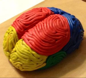 brain project3 Brain Model Project Diy, Brain Model Project, Model Of The Brain, Brain Project, Middle School Health, Human Body Projects, Brain Models, Brain Parts, Homework Ideas