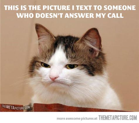 When someone doesn’t answer my call… A Cat, Memes, Funny