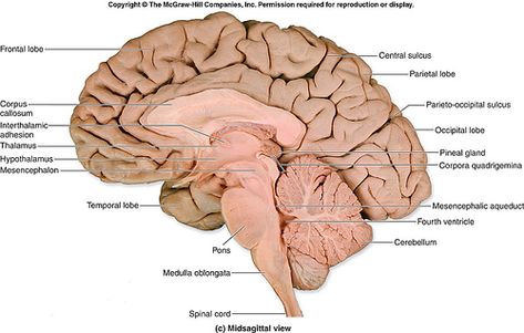 cross-section human brain 1 by intracranial, via Flickr Human Brain Diagram, Muscular Anatomy, Brain Lobes, Reptilian Brain, Human Brain Anatomy, Brain Pictures, Nervous System Anatomy, Brain Diagram, Brain Models