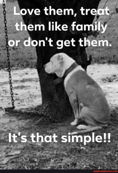 Dog Quotes Love, Dog Funny, Animal Quotes, Dog Quotes, Dog Training Tips, Training Your Dog, Dog Care, Training Tips, Animals Friends