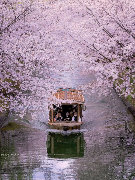 Japan Building, Japan Honeymoon, Tokyo Spring, Miyakojima, Japan Bucket List, Cherry Blooms, Kyoto Travel, Japan Aesthetic, Visit Japan