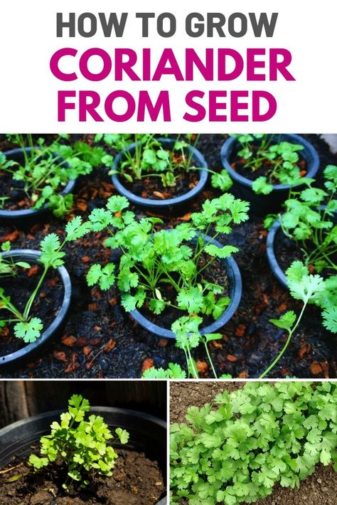 Most gardeners recommend growing coriander directly from seed because transplanting stresses this plant, causing it to bolt or go to seed prematurely before the leaves have a chance to develop fully.#herb #gardening #coriander #seed How To Grow Coriander, Growing Coriander, Garden Allotment, Vege Garden, Coriander Seed, Mountain Farm, Herb Gardens, Herb Garden Design, Herb Gardening