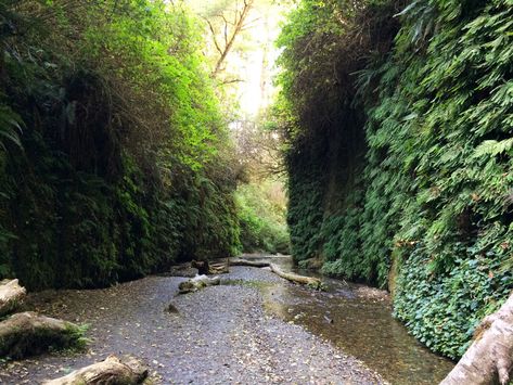 Crescent City California, Foothills Trail, Crescent City Ca, Fern Canyon, Redwood National Park, Redwood Forest, Hiking Trail, Crescent City, Nature Trail