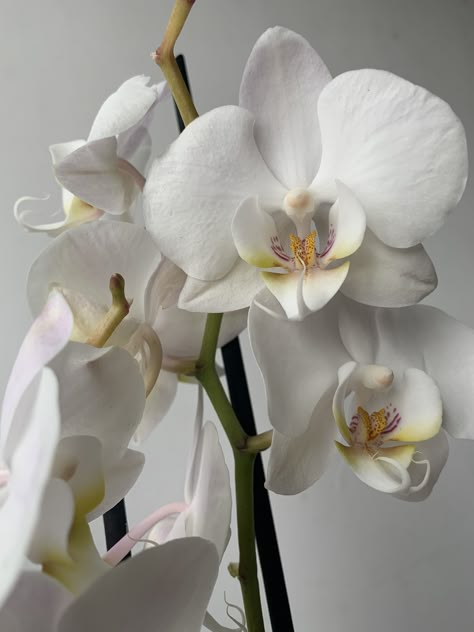 White Orchid Aesthetic, Orchid Flower Aesthetic, Flowers Roses Bouquet, Orchids White, Nature And Flowers, Bouquet Photography, Bird Calls, Cattleya Orchid, Color Aesthetic