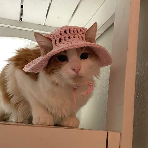 kitten crouching on table wearing pink crochet hat Cat Hat Crochet Aesthetic, Cat Crocheted Hat, Cute Crochet Cat Hat, Pink Crochet Cat Hat, Crochet Cat Accessories Pattern, Cats In Crochet Hats, Crochet Pet Hats, Pet Clothes Crochet, Cat With Crochet Hat