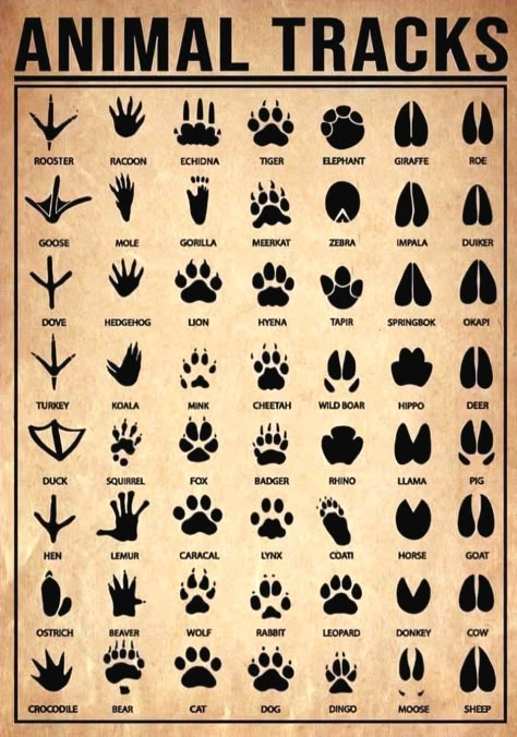 Types Animal Tracks Identification Chart Survival Skills Life Hacks, Seni Dan Kraf, Animal Tracks, Survival Life Hacks, Survival Techniques, Survival Life, Wilderness Survival, Animal Facts, Camping Survival