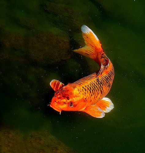 Koi | Flickr - Photo Sharing! Karp Koi, Koi Painting, Koi Art, Salt Water Fishing, Koi Fish Tattoo, Carpe Koi, Koi Fish Pond, Mermaid Painting, Japanese Koi