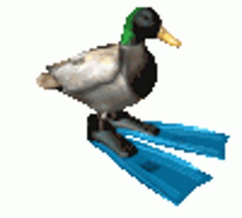 Duck Flipper GIF - Duck Flipper Spin - Discover & Share GIFs Spinning Fish Gif, Goofy Gif, Spinning Gif, Duck Gif, Silly Gifs, Fish Gif, Meme Gifs, Random Gif, Cut Animals