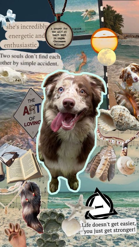 australian shepherd therian wallpaper :3 #australian shepherd #aussie #therian #aussietherian #australianshepherdtherian #therianthropy #dogtherian #dog #beachaesthetic #vintage #art Dog Therian, Therian Wallpaper, Cute Summer Wallpapers, Aussie Dogs, Australian Shepherd Dogs, Dog Wallpaper, Dog Beach, Summer Wallpaper, Beach Aesthetic