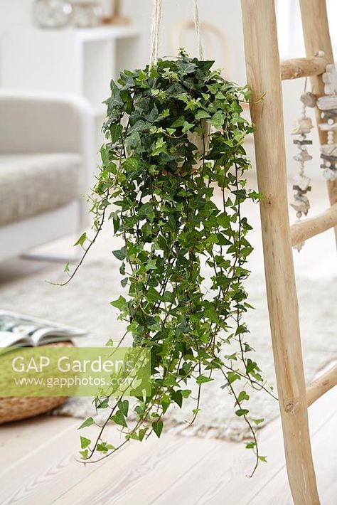 Hedera helix 'Wonder' Pothos Plant Care, Indoor Vines, Small House Garden, Companion Planting Vegetables, Growing Vines, Herb Containers, Hedera Helix, Herb Garden Design, Vertical Garden Diy