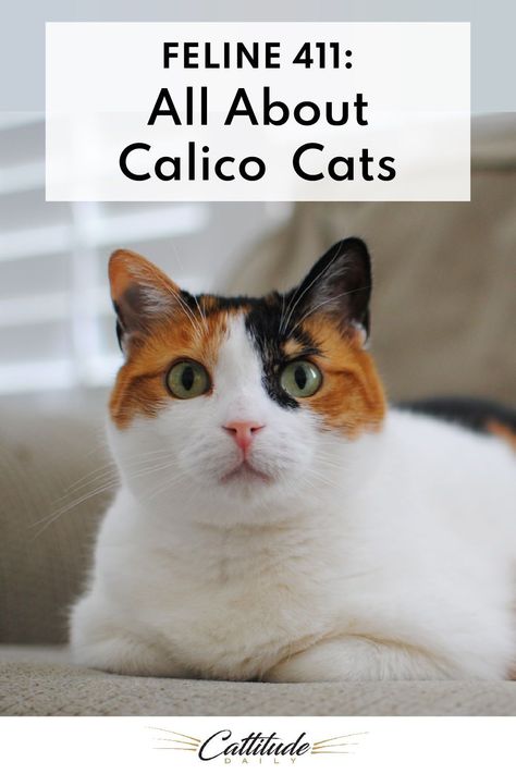 While we know that calico cats are almost always female (more on that below!), what else do you know about these multi-colored cuties of the feline world? Check out my collection of fantastic facts about calico cats! Calico Cat Shorthair, Calico Cat Reference, Cat Facts Funny, Calico Cat Personality, Calico Cat Facts, Diluted Calico Cat, Best Cat Breeds, Most Popular Cat Breeds, Calico Tortoiseshell Cat