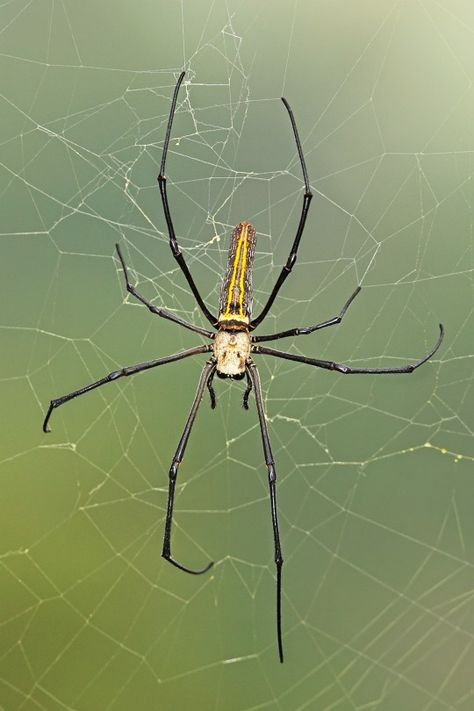 Northern Golden Orb Weaver (Nephila pilipes) - Also known as the giant golden orb weaver, the northern golden orb weaver is a large species of Nephilid spider which is distributed throughout southern Asia, Indonesia, Australia and parts of Oceania. Nephila pilipes typically occur in primary and secondary forests, but can also be found in urban areas like gardens. N. pilpies can grow quite large with some females reaching lengths of 30-50 mm, making them one of the bigger spider species. Golden Orb Weaver Spider, Golden Orb Weaver, Arachnids Spiders, Orb Weaver, Butterfly Pavilion, Spider Species, Spider Drawing, Big Spiders, Animal Reference