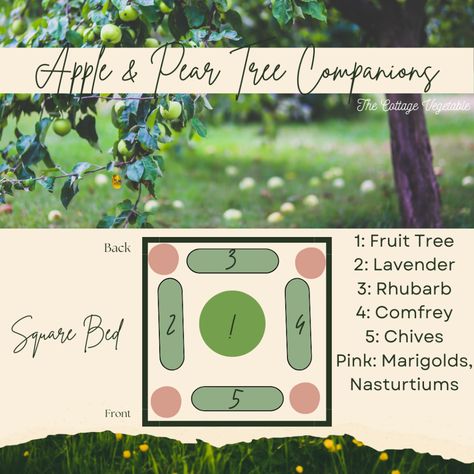 Mini Fruit Tree Guild for Small Gardens | Companion Plant for Dwarf Apples or Pears Fruit Guild, Fruit Tree Guild, Sitting Garden, Tree Guild, Homestead Land, Permaculture Food Forest, Horticulture Garden, Backyard Orchard, Farm Landscaping