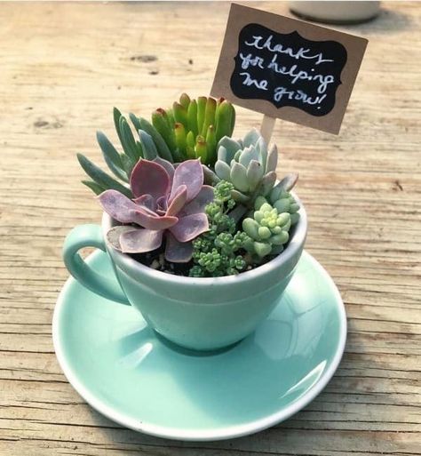 Kaktus Dan Sukulen, Succulent Planter Diy, Teacup Gardens, نباتات منزلية, Succulent Garden Design, Succulent Garden Diy, Dish Garden, Succulent Gardening, Garden Terrarium