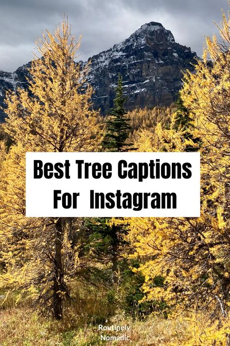 Golden larch trees in front of a mountain range and best tree captions for Instagram on top Captions For Trees Instagram, Wood Captions Instagram, Captions For Forest Pictures, Tree Quotes Short, Caption For Forest Photos, Forest Instagram Captions, Nature Captions Instagram Trees, Woods Captions Instagram, Tree Quotes Inspirational Short