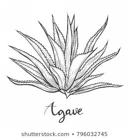 Hand Drawn Cactus Blue Agave Plant Stock Vector (Royalty Free) 778334566 Agave Drawing, Agave Tattoo, Desert Drawing, Blue Agave Plant, Mexico Tattoo, Cactus Drawing, Plant Tattoo, Blue Agave, Agave Plant