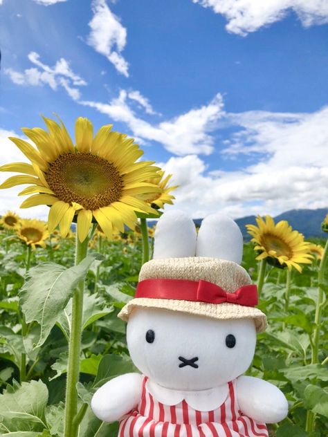 Miffy Cute, Flower Sunflower, Sunflower Garden, Cute Flower, On Holiday, Garden Plants, Sunflower, Plants