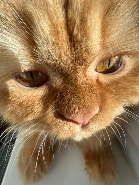 Ginger Persian Cat, Orange Persian Cat, Persian Cat Doll Face, Best Facial Hair Removal, Orange Kitten, Ginger Kitten, Orange Kittens, Ppg And Rrb, Reference Pics