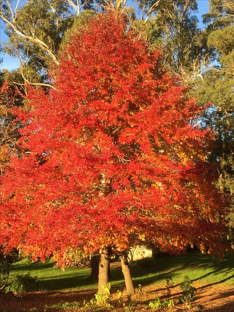 Nyssa Sylvatica Tupelo. Autumn colours Taxus Canadensis, Acer Japonicum Aconitifolium, Acer Palmatum Butterfly, Acer Palmatum Taylor, Acer Tataricum, Well Dressed Men, Red Peppercorn, Fall Colors, Red