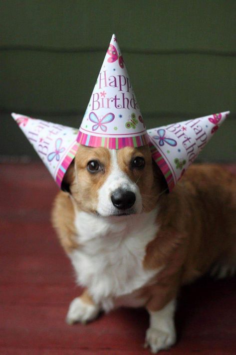 Birthday corgi Happy Birthday Corgi, Birthday Meme Dog, Corgi Meme, Birthday Memes For Him, Corgi Birthday, Happy Birthday Friendship, Birthday Corgi, Funny Birthday Meme, Funny Happy Birthday Wishes