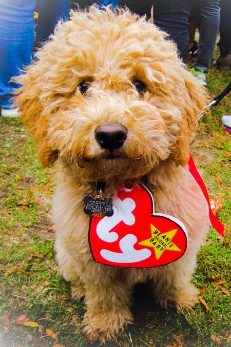 Cute Dog Halloween Costumes, Best Dog Halloween Costumes, Beanie Baby Dog, Puppy Halloween Costumes, Cat Costume Diy, Perros Golden Retriever, Dog Costumes Funny, Puppy Costume, Diy Dog Costumes