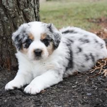 Beau Bear Australian Shepherd Puppy 634859 | PuppySpot Teacup Aussie, Teacup Australian Shepherd, Cute Puppies Golden Retriever, Small Cute Puppies, Australian Shepherd Puppies For Sale, Puppy Facts, Puppy Fever, Cute Puppy Breeds, Beautiful Dog Breeds