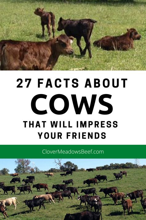 Farming For Beginners, Types Of Cows, Cow Facts, Dexter Cattle, Farm Facts, Beef Farming, Beef Cow, Mini Cows, Livestock Farming