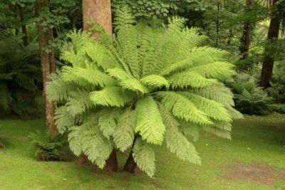 Cyathea Cooperi, Types Of Fern Plants, Indoor Fern Plants, Australian Tree Fern, Evergreen Ferns, Types Of Ferns, Australian Trees, Ferns Garden, Shade Garden Plants