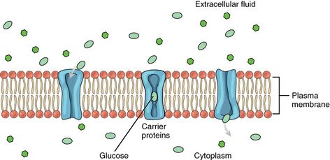 Protein Drawing, Biological Weathering, Sodium Potassium Pump, Facilitated Diffusion, Active Transport, Passive Transport, Extracellular Fluid, Branches Of Biology, Cell Transport