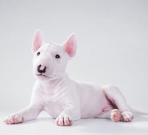 BULL TERRIER MINIATURA Toy | Todo sobre esta raza. Bull Terriers, Pitbull Puppies, Bull Terrier, Puppy Love, French Bulldog, Bulldog, Puppies, Dogs, Animals