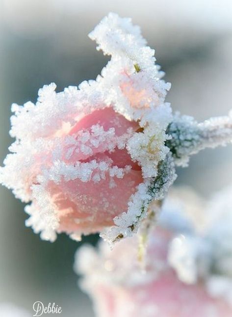 Frost Aesthetic, Nutcracker Aesthetic, Barbie Nutcracker, Snow Flower, Winter Rose, Guild Wars, Ice Princess, Emily Dickinson, Winter Aesthetic