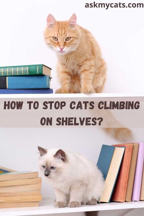 You can keep cats off shelves by providing an alternative place for your cat to climb, by the use of sandpaper, and by discouraging your cat’s behavior. This article will provide you with an in-depth guide on how can you keep cats off shelves. Cat Proof Shelves, Cats In The Wild, Cat Problems, How To Cat, Cat Repellant, Living With Cats, Cat Proofing, Climb Trees, Cat Care Tips