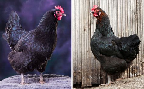 Large Scale Chicken Farming, Black Giant Chicken, Jersey Giant Chickens, Dual Purpose Chicken Breeds, Largest Chicken Breed, Black Orpington Chickens, Black Australorp, Jersey Giant, Australorp Chicken