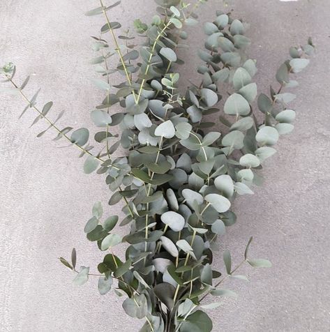 Large Vase Arrangements, Laura Hughes, Rosie And Jason, Eucalyptus Arrangement, Australia Flowers, Eucalyptus Cinerea, Latin Names, Flower Foliage, Gum Trees