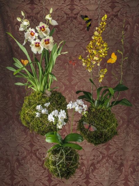 Orchids Meaning, Hanging Design Ideas, Orchid Meaning, Orchid Terrarium, Hanging Orchid, Jewel Orchid, Orchid Centerpieces, Orchid Planters, Vanda Orchids