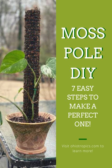 Pothos Climbing Pole, Miss Pole Plants, Diy Moss Poles For Plants, Monstera Support Pole Diy, Making A Moss Pole, Moss For Plants, Diy Plant Support Pole, Indoor Plant Support Ideas, Diy Monstera Pole