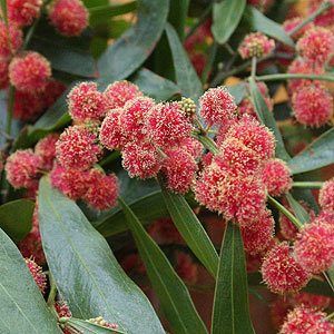 Acacia leprosa 'Scarlet Blaze' if a red flowering form of the Cinnamon Wattle. Brilliant red flowers on a truely unique Wattle tree. This recent discovery is available for sale and is highly ornamental. Wattle Tree, Australian Natives, Australian Native Garden, African Plants, Outside Plants, Australian Native Flowers, Australian Garden, Australian Native Plants, Native Garden