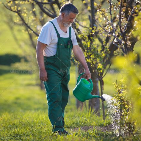 watering orchard/garden - portrait of a senior man gardening in by lightpoet. watering orchard/garden – portrait of a senior man gardening in his garden (color toned image)#portrait, #senior, #garden, #watering Man Gardening, Garden Portrait, Garden Orchard, Figure Drawing Practice, Gardening Photography, Orchard Garden, New Zealand Landscape, Garden Watering, Flower Farmer