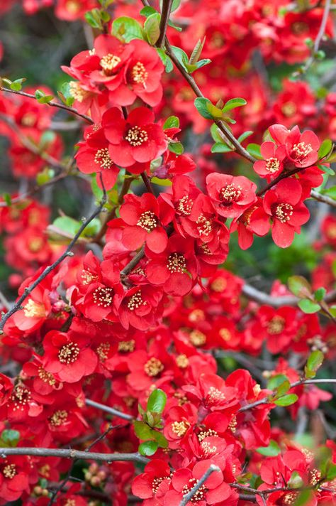 Backyard Flowers Beds, Japanese Quince, Flowering Quince, Pink Nature, Permaculture Gardening, Garden Shrubs, Flower Care, Japanese Flowers, Beautiful Flowers Wallpapers