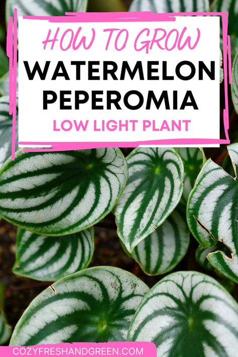 Watermelon Begonia, Watermelon Leaves, Indoor Plant Care Guide, Watermelon Peperomia, How To Grow Watermelon, Easy Indoor Plants, Low Light House Plants, Indoor Plants Low Light, Watermelon Plant