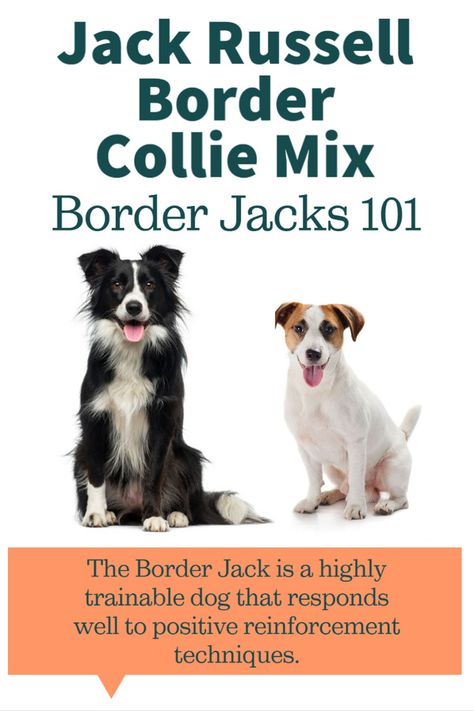 Jack Russell Terrier Border Collie Mix [Border Jack Overview and Pictures] Terrier Mix Breeds, Collie Breeds, Jack Russell Mix, Jack Russell Terrier Mix, Border Collie Mix, Irish Terrier, Collie Mix, Jack And Jack, White Terrier