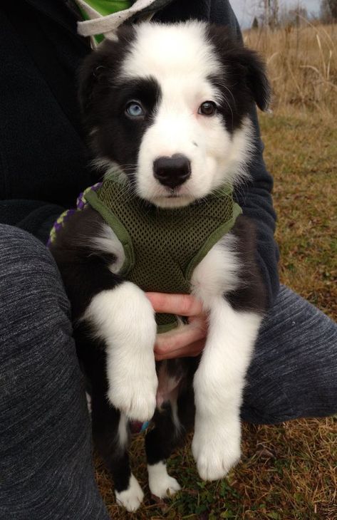 Border Collie Pups, Collie Puppies, Border Collie Puppies, Dog Exercise, Border Collie Dog, Herding Dogs, Australian Shepherds, Border Collies, Collie Dog