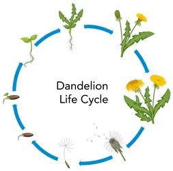 Set of dandelion life cycle Royalty Free Vector Image Life Cycle Illustration, Cycle Illustration, Cycle Drawing, Dandelion Tattoo, Meaningful Tattoo, Dandelion Seed, Tattoo Life, Circle Of Life, Life Cycle