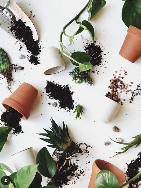 Plant Pot Photography, Product Photography Plants, Plant Product Photography, Plant Flatlay, Flatlay Photography Ideas, Agriculture Photography, Gardening Photography, Corner Plant, Plants Are Friends